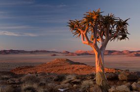 A lone quiver tree watches the sun sets on the Garub plains of the Southern Namib desert.