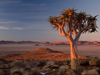 A lone quiver tree watches the sun sets on the Garub plains of the Southern Namib desert.
