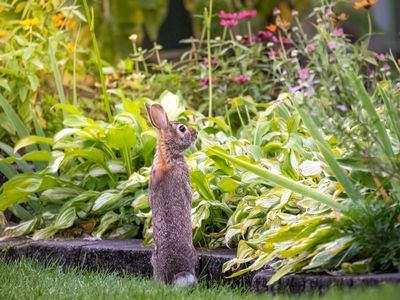 Rabbit peering into a garden