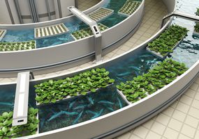 Aquaponics system