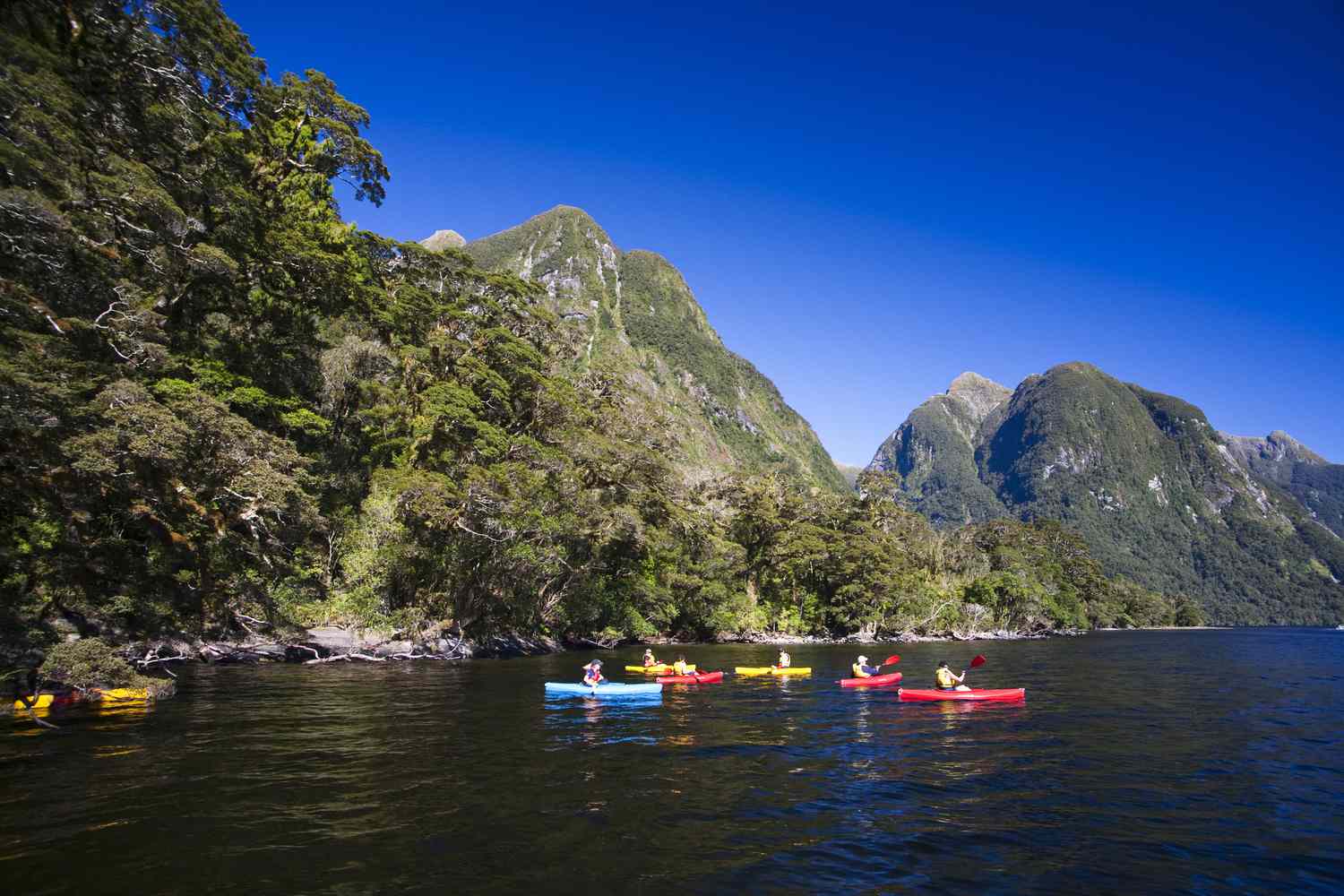 a group of kayakers in red, blue, and yellow kayaks in the calm waters of Doubtful Sound surrounded by rocks covered with foliage and a bright blue sky in Fiordland National Park, New Zealand 
