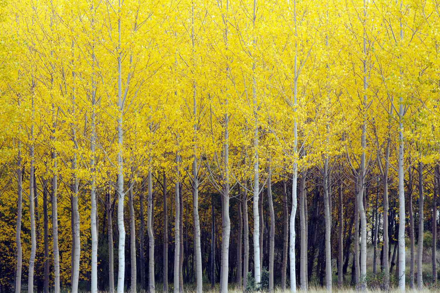 rows and rows of yellow poplar trees with skinny white trunks