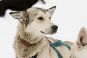 Sled dog close up