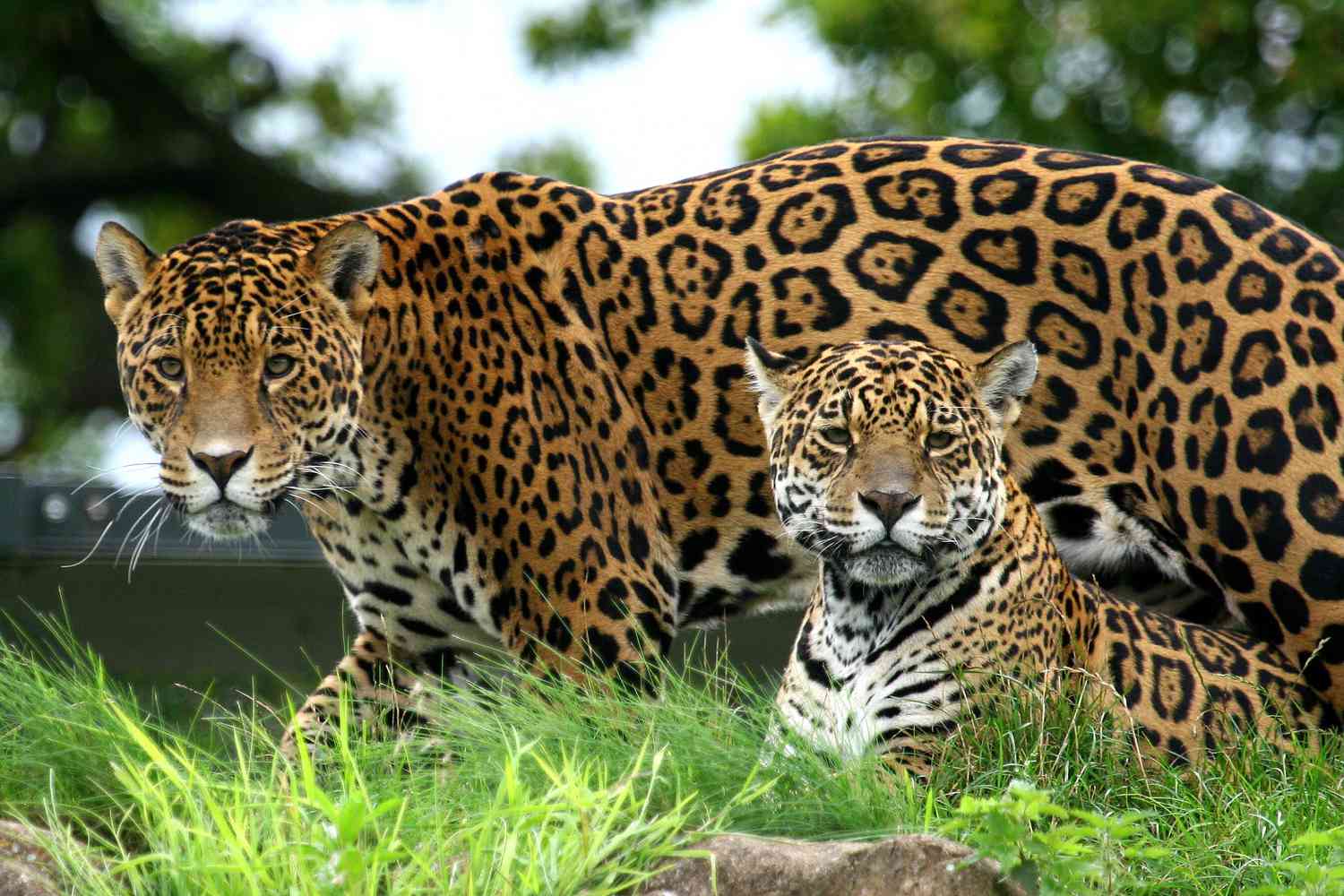 Close up of two jaguars