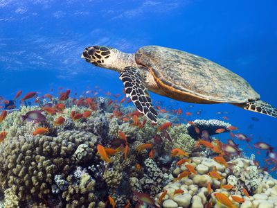 A hawksbill turtle swims over a coral reef in the Red Sea