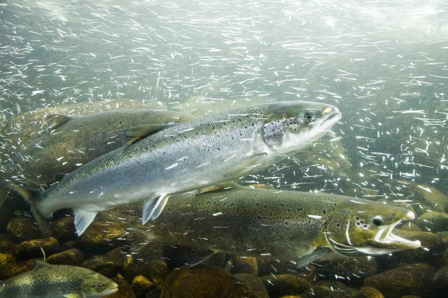 atlantic salmon swimming in river surrounded by tiny particles