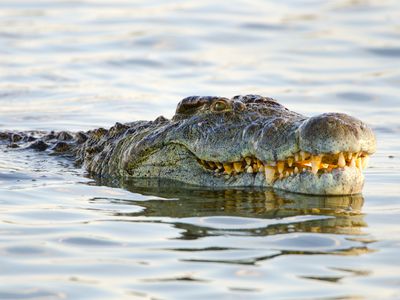 a Nile crocodile in Kruger National Park. South Africa