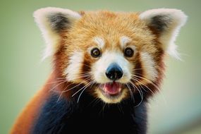 Red pandas are part of their own distinct scientific family.