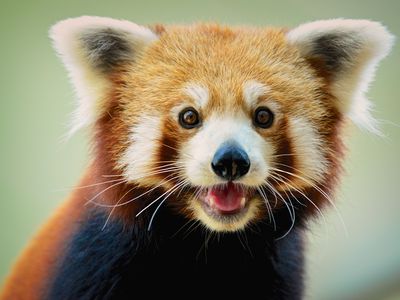 Red pandas are part of their own distinct scientific family.