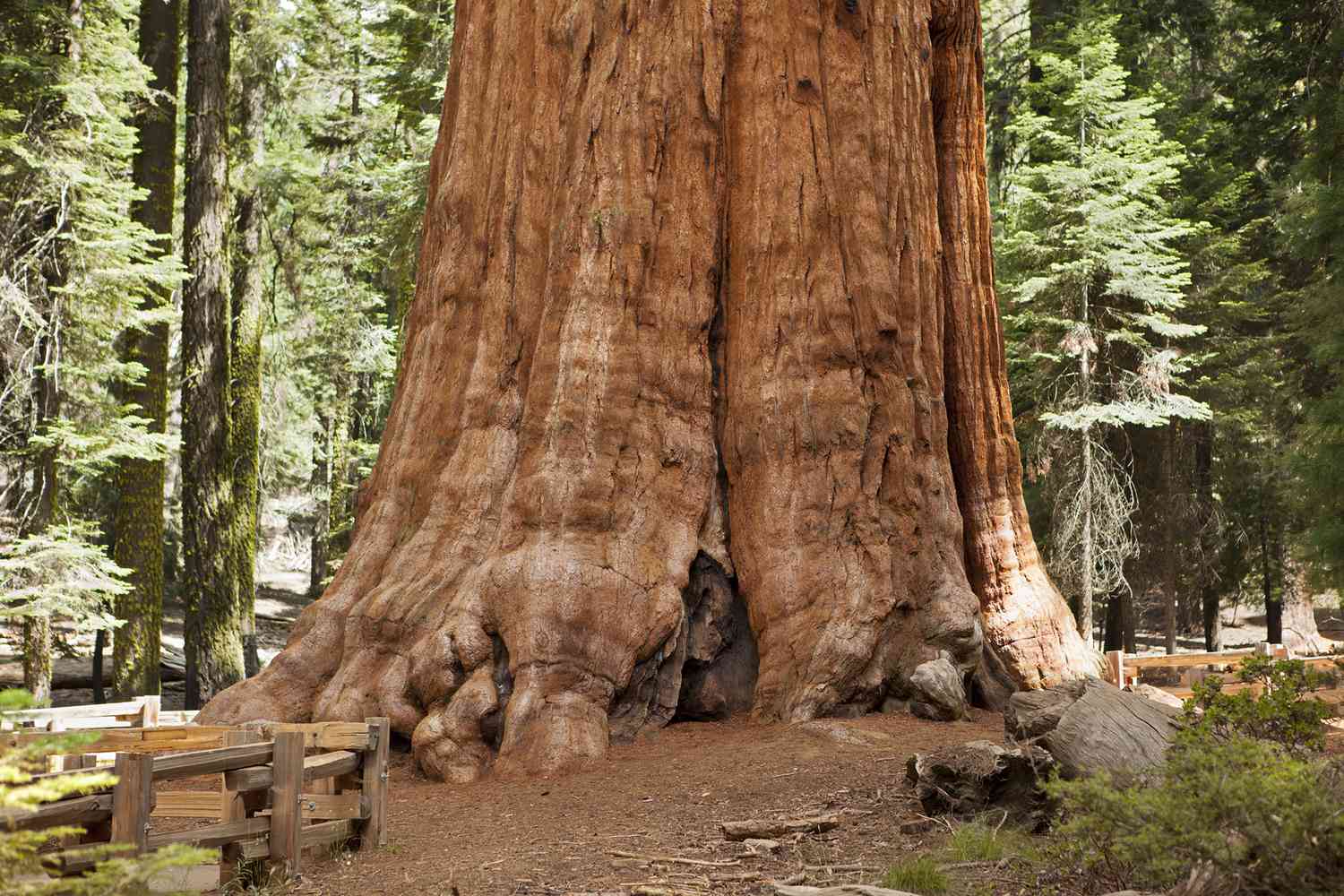 Trunk of General Sherman