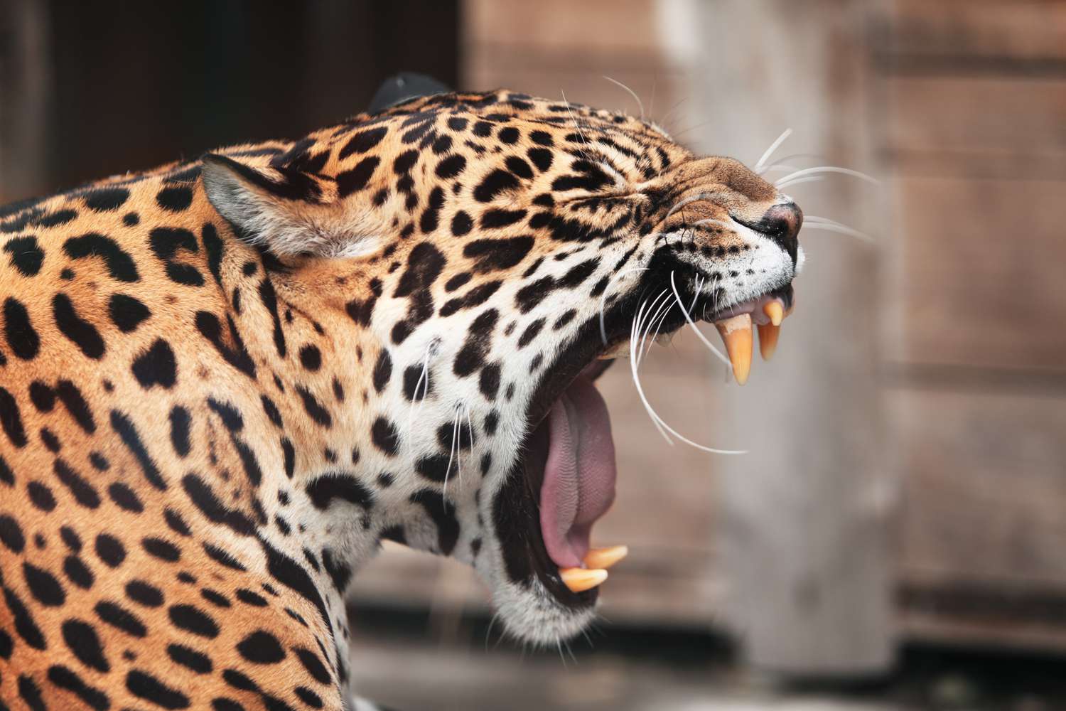 A jaguar in mid-roar