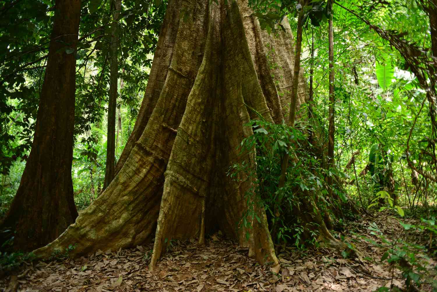 Trunk of a yellow maranti tree