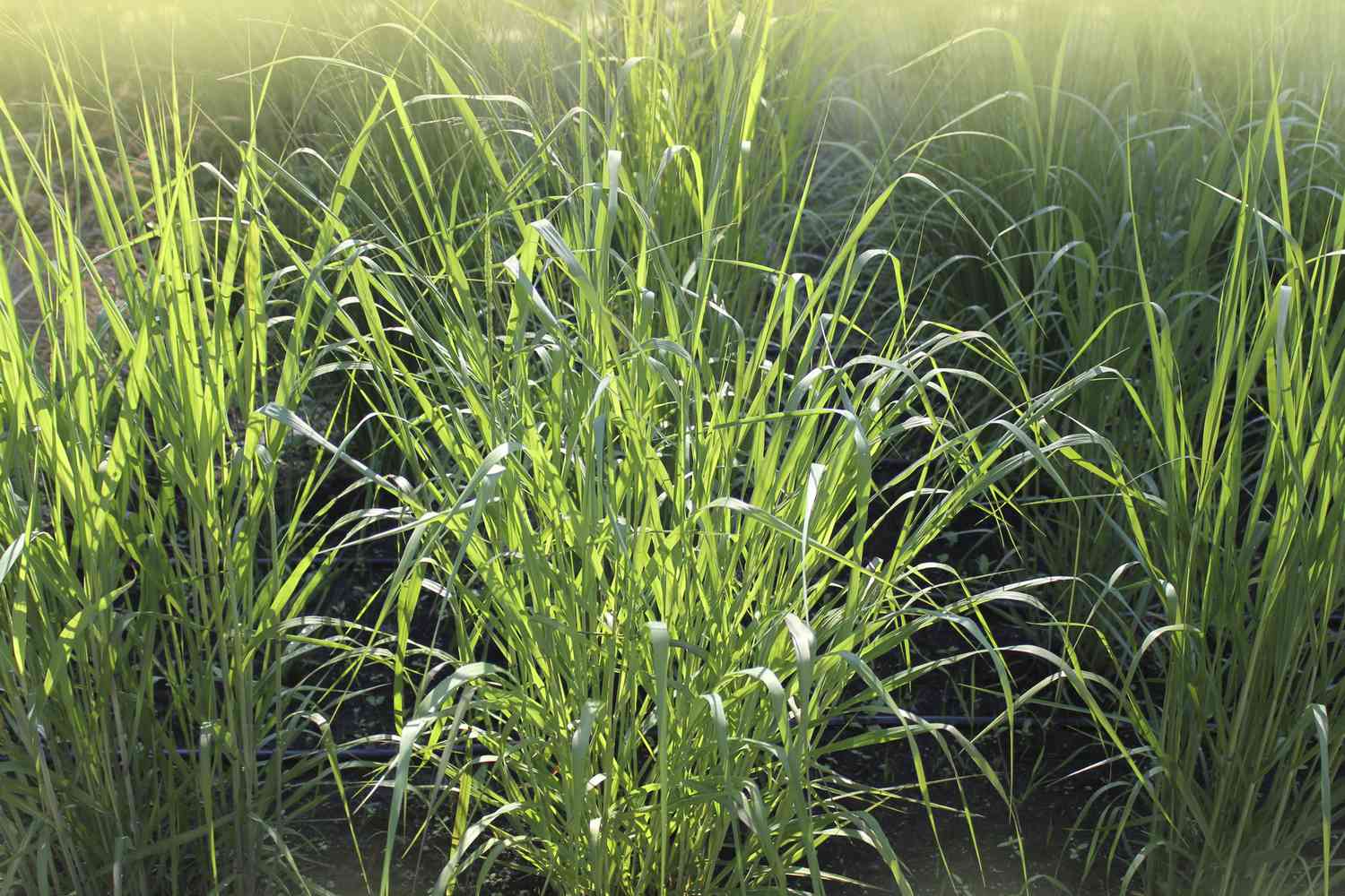 green Switchgrass ( panicum virgatum ) with sunny haze