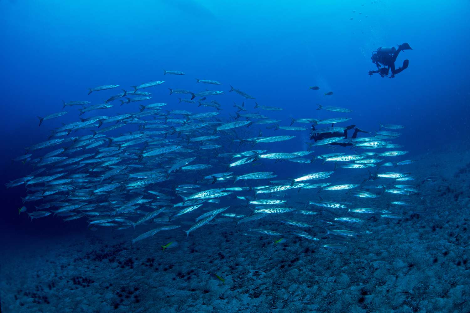 two scuba divers with a school of small barracudas in blue water in Koh Tao, Chumporn, Thailand 