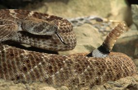 Western Diamondback Rattlesnake