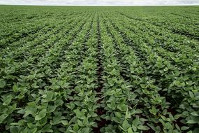 Unending rows of soy crops in a field in Brazil.