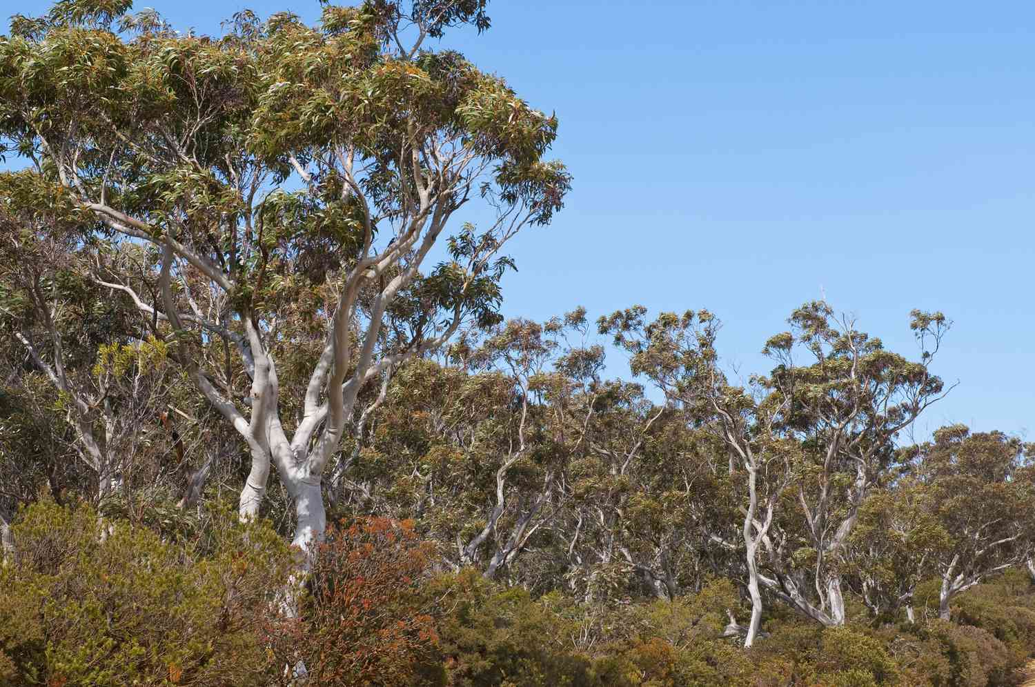 Blue gums in the Blue Mountains National Park
