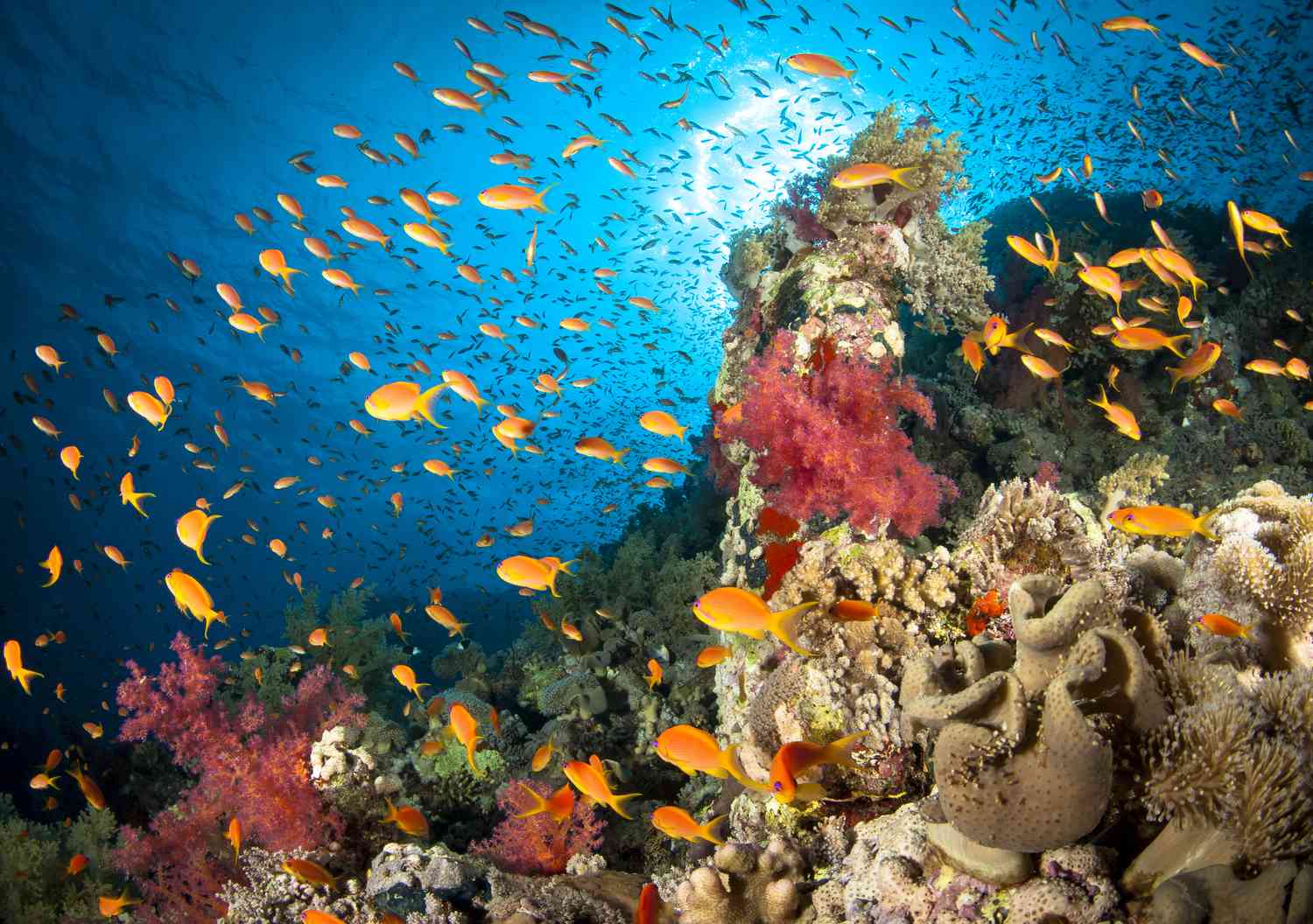 a reef teeming with orange fish amidst a variety of red, green, and tan hard and soft corals with the bright blue Red Sea above
