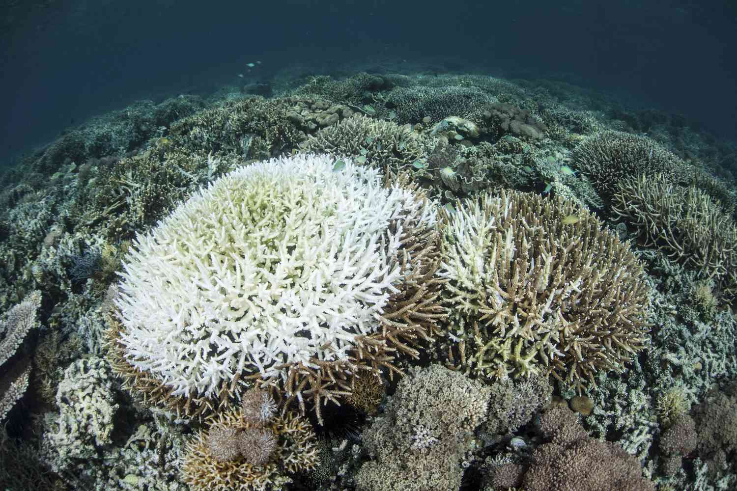 Bleaching coral reef in Indonesia