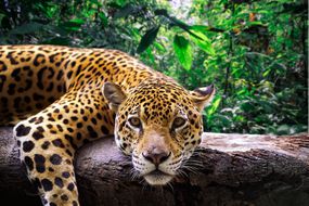 adult jaguar rests body and chin on large branch in green jungle while staring directly at viewer