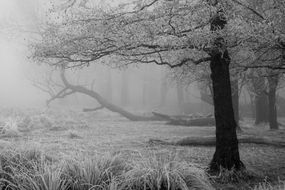 freezing fog landscape in a forest with bare trees covered in ice