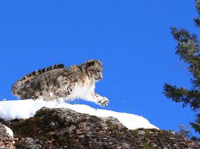 A snow leopard leaping from a snow covered mountain with a bright blue sky behind it