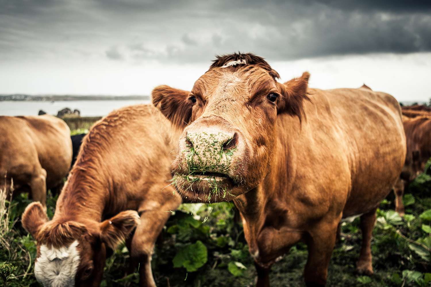 brown cow with nose covered in wet grass eats on field with friends
