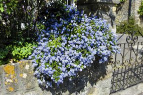 California Lilac bush overflowing on stone fence for privacy outside
