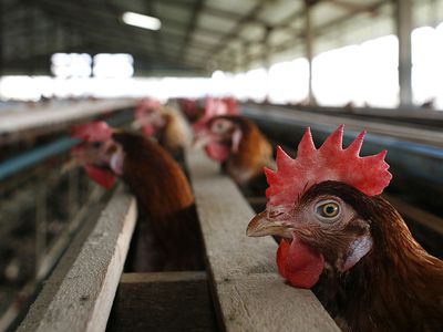 Bird Flu Increases The Threat To Chicken Farmers Livelihoods