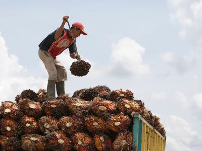 harvesting palm fruits in Indonesia