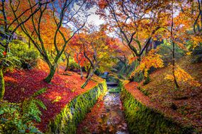 Bright orange maple trees on both sides of a canal with stone walls covered in green moss and the ground underneath covered in fallen orange and red leaves in Kyoto