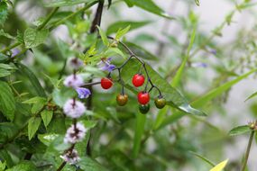 Deadly nightshade plant with berries and flowers