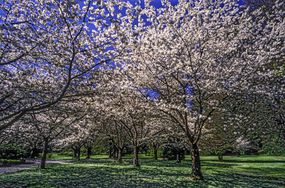 A field of cherry blossom trees in full pink color on a green grassy field at Stanley Park, Vancouver under a clear blue sky