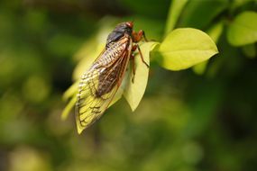 Brood X cicada perched on tree leaves