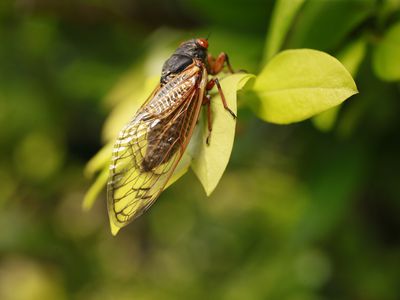Brood X cicada perched on tree leaves