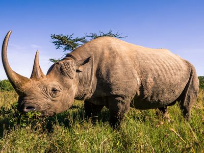 An adult black rhino in Kenya