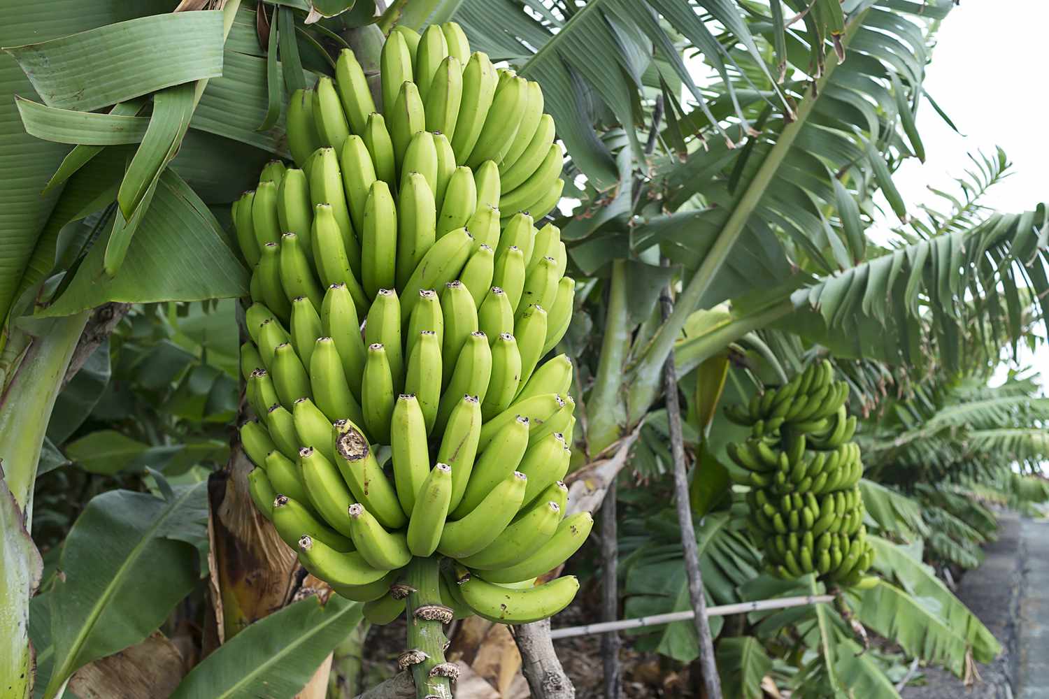 a large bunch of green bananas ripening on tree in jungle