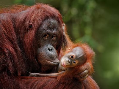 Orangutan Mother With Child in Nature