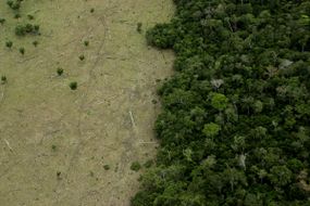 Amazon Deforestation for Cattle