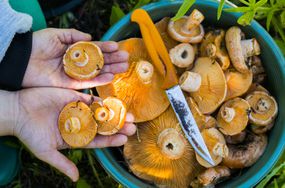 Fresh cut mushrooms being collected in a bowl.