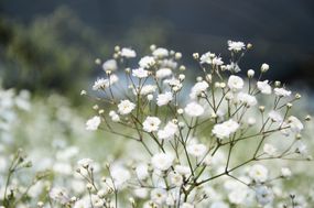 Baby's breath (Gypsophila paniculata)