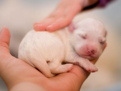 Newborn puppy resting in the palm of person's hand