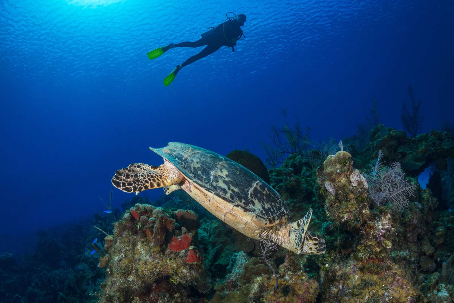 Scuba diver floating above a reef and a Hawksbill turtle in the Cayman Islands