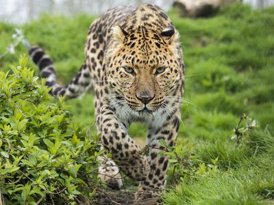 An adult Amur leopard on the prowl