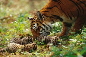 Mother tiger with tiger kittens in forest