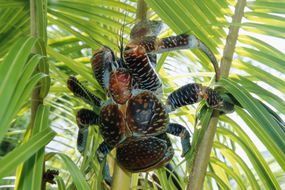 Giant Coconut Crab on Niue Island