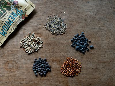 hero shot of 5 different seeds cover crops