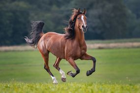 brown horse with black mane runs through field with wind blowing through hair