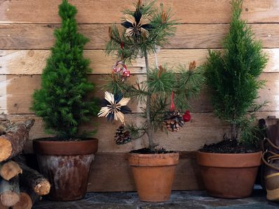 three potted Christmas trees, one with decorations, next to logs and boots