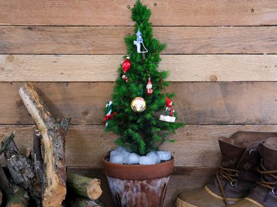 a small living christmas tree with ornaments next to firewood
